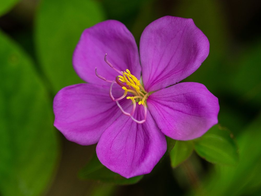Fiji-Vanua Levu Purple flower with yellow stamens art print by Merrill Images for $57.95 CAD