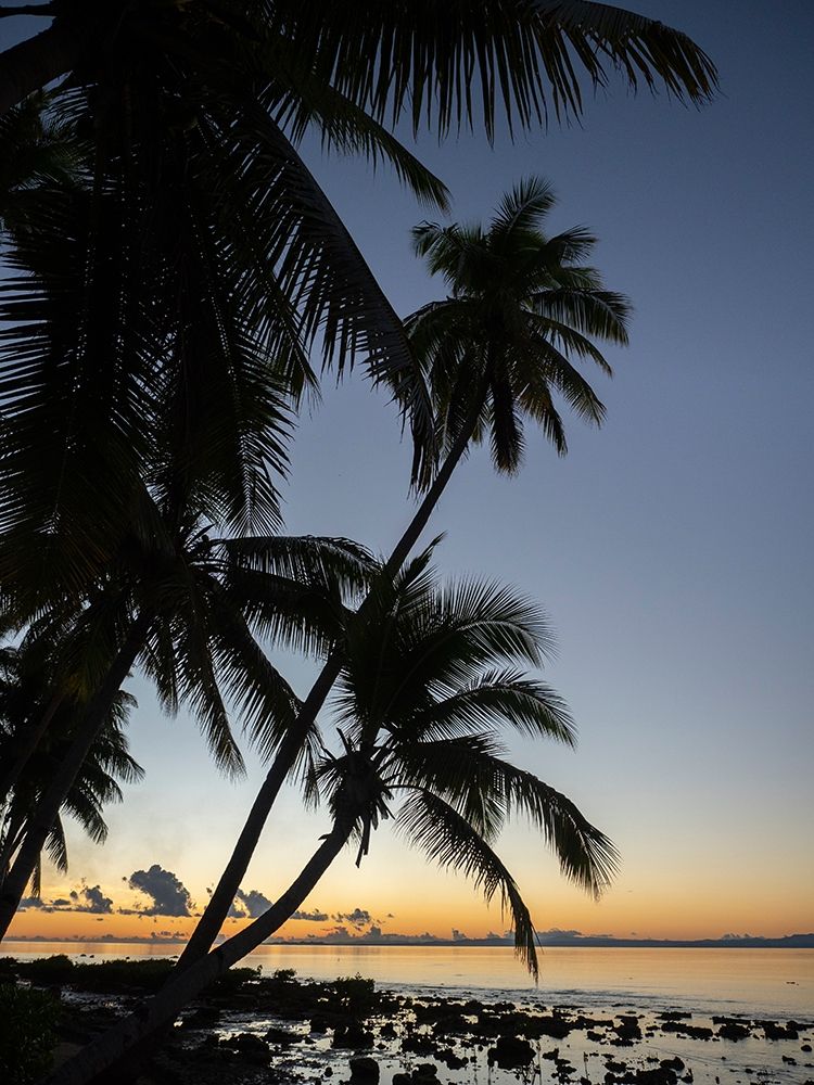 Fiji-Vanua Levu Beach sunset with palm trees art print by Merrill Images for $57.95 CAD