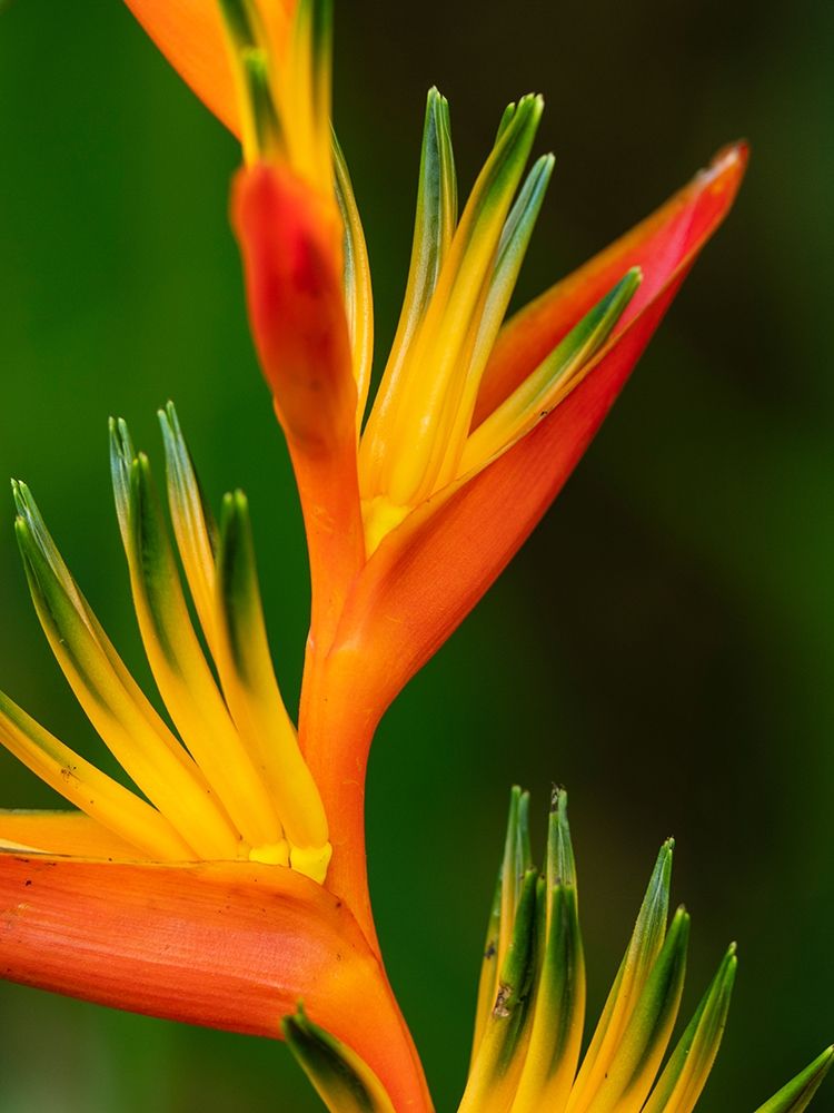 Fiji-Vanua Levu Close-up of Bird Of Paradise plant art print by Merrill Images for $57.95 CAD