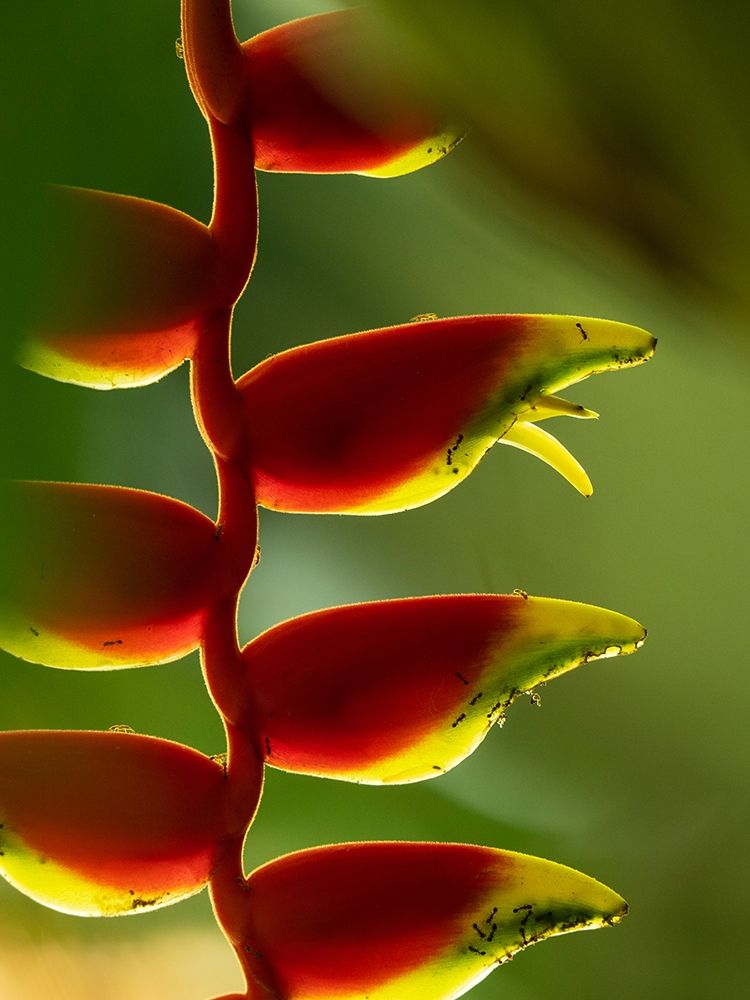 Fiji-Vanua Levu Close-up of Heliconia plant art print by Merrill Images for $57.95 CAD