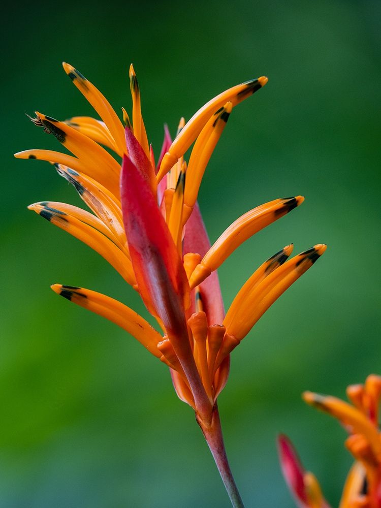 Fiji-Vanua Levu False Bird Of Paradise Flower (Heliconia psittacorum) art print by Merrill Images for $57.95 CAD