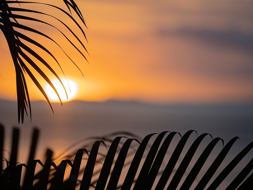Fiji-Vanua Levu Palm fronds silhouetted in sunset over the ocean art print by Merrill Images for $57.95 CAD