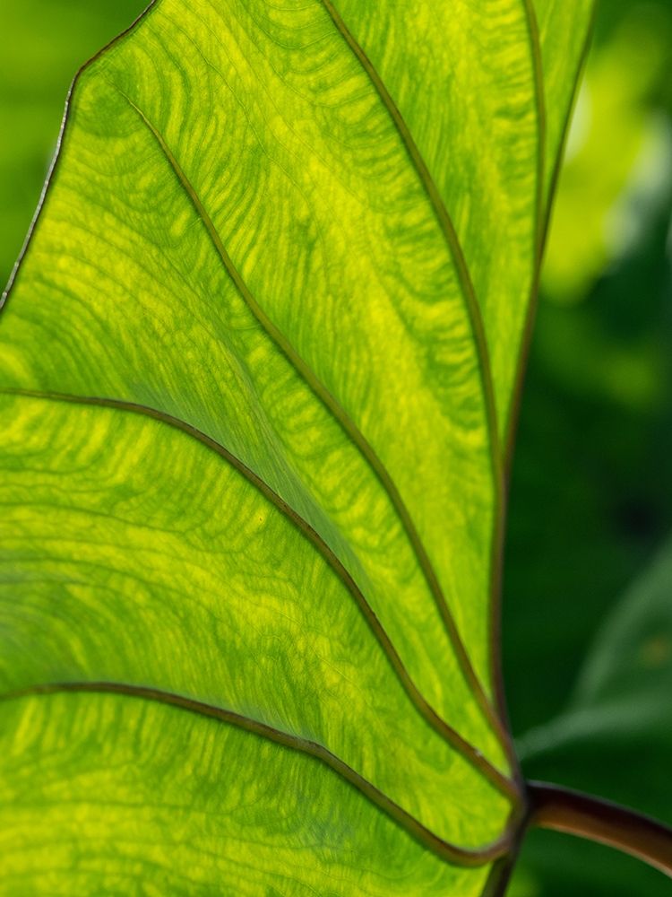 Fiji-Taveuni Island Back-lit close-up of a green leaf showing veins art print by Merrill Images for $57.95 CAD