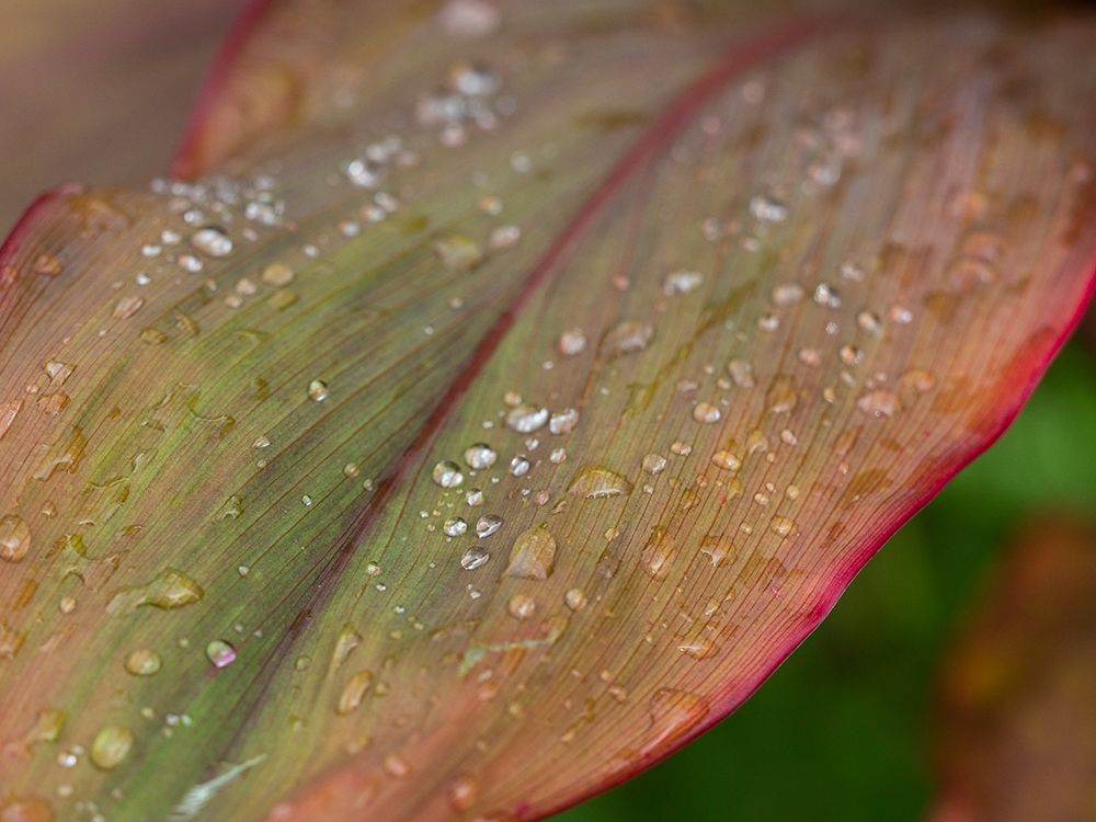 Fiji-Taveuni Island Water droplets on a red and green leaf art print by Merrill Images for $57.95 CAD