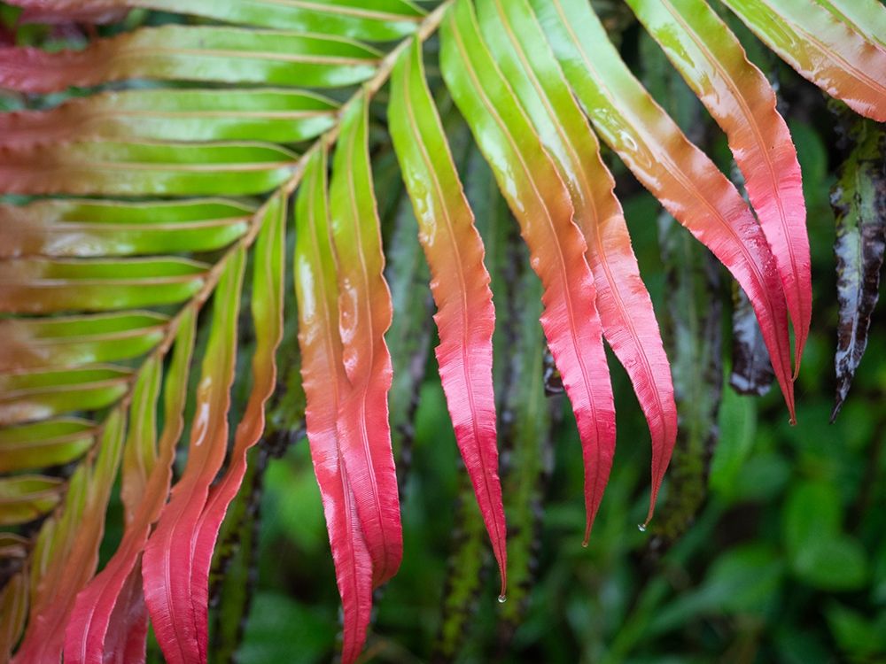Fiji-Taveuni Island Close-up of a red-tipped Fern art print by Merrill Images for $57.95 CAD