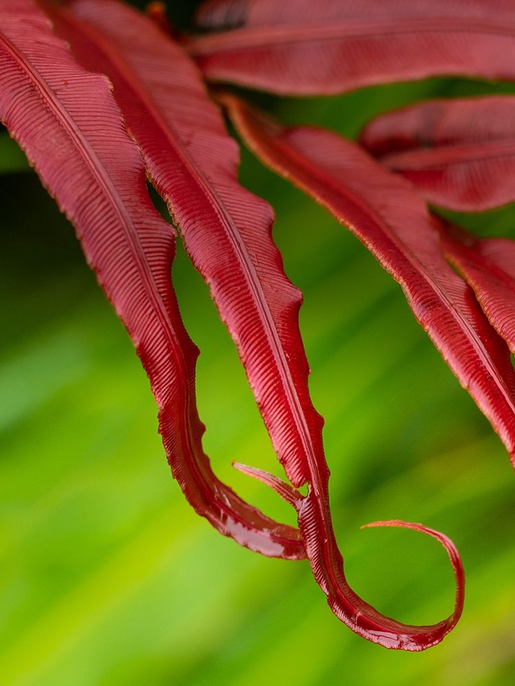 Fiji-Taveuni Island Close-up of a red-tipped Fern art print by Merrill Images for $57.95 CAD