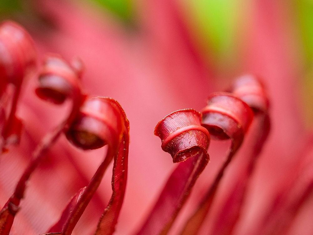 Fiji-Taveuni Island Close-up of a red-tipped Fern art print by Merrill Images for $57.95 CAD