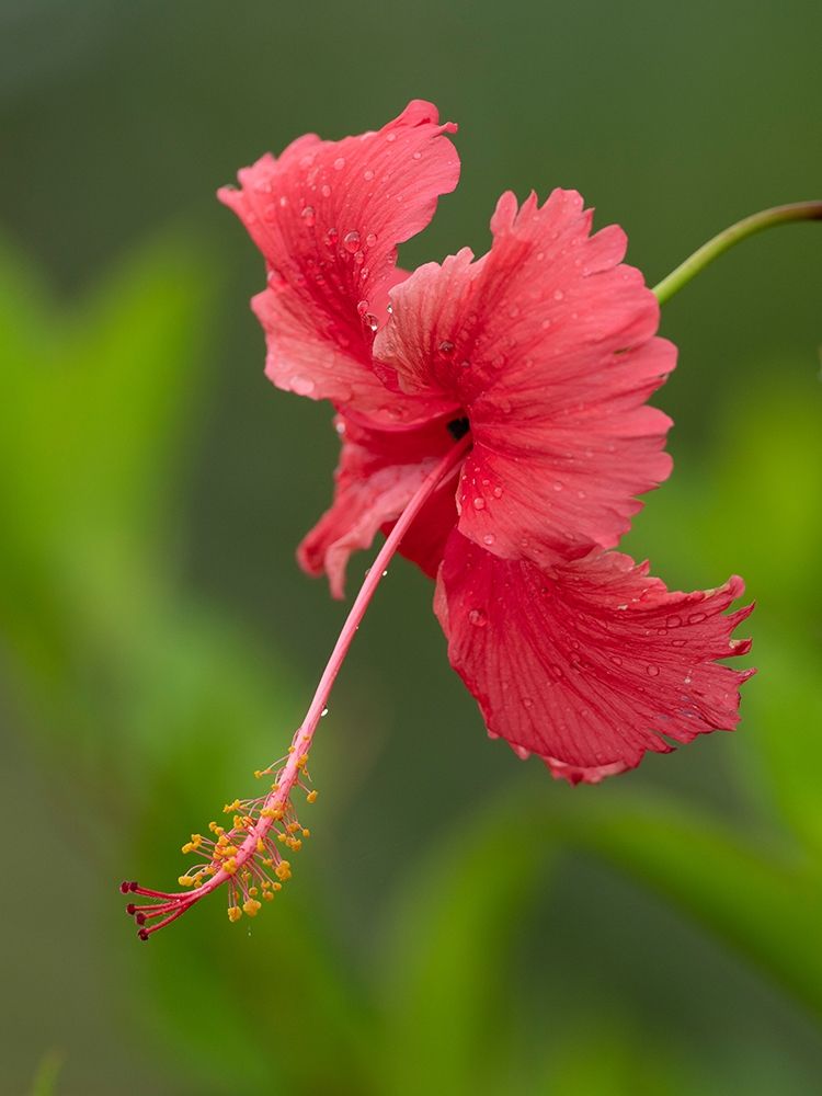 Fiji-Taveuni Island Close-up of hibiscus flower art print by Merrill Images for $57.95 CAD