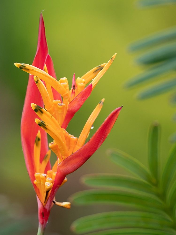 Fiji-Taveuni Island False Bird Of Paradise Flower (Heliconia psittacorum) art print by Merrill Images for $57.95 CAD