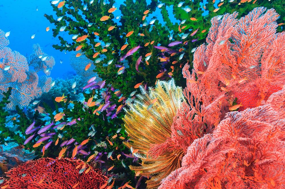 Purple Fairy and Orange Anthias Basslets (Pseudanthias sp)-Viti Levu-Fiji-South Pacific art print by Stuart Westmorland for $57.95 CAD