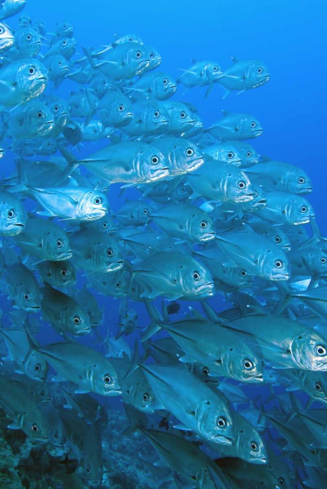 Solomon Islands, Meri Island Giant trevally fish art print by Jones Shimlock for $57.95 CAD