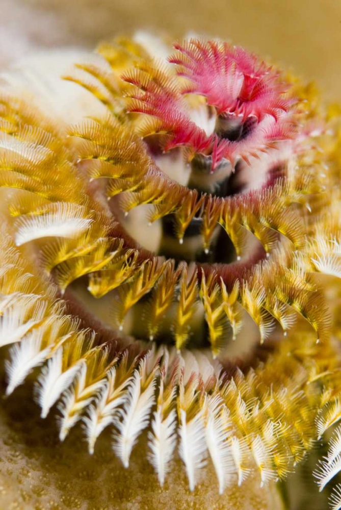 Solomon Islands Christmas tree worm art print by Jones Shimlock for $57.95 CAD