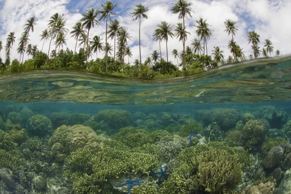 Solomon Islands Reef and island palm trees art print by Jones Shimlock for $57.95 CAD