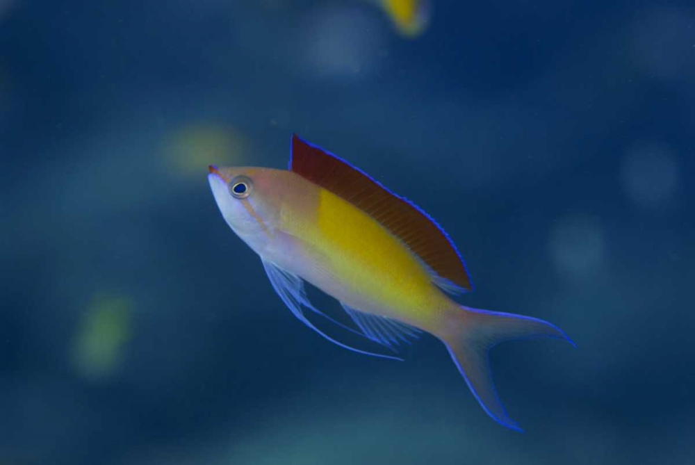 Solomon Islands A displaying male redfin anthias art print by Jones Shimlock for $57.95 CAD