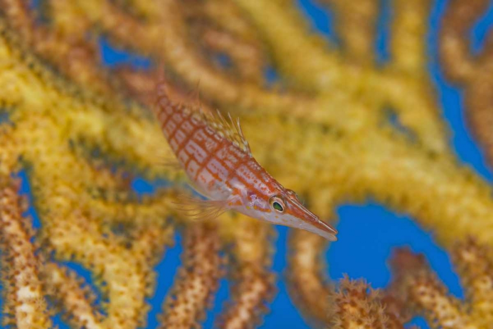 Solomon Islands A hawkfish swims above a sea fan art print by Jones Shimlock for $57.95 CAD