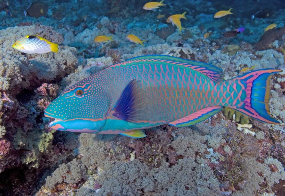 Solomon Is, Meri Island Adult bicolor parrotfish art print by Jones Shimlock for $57.95 CAD