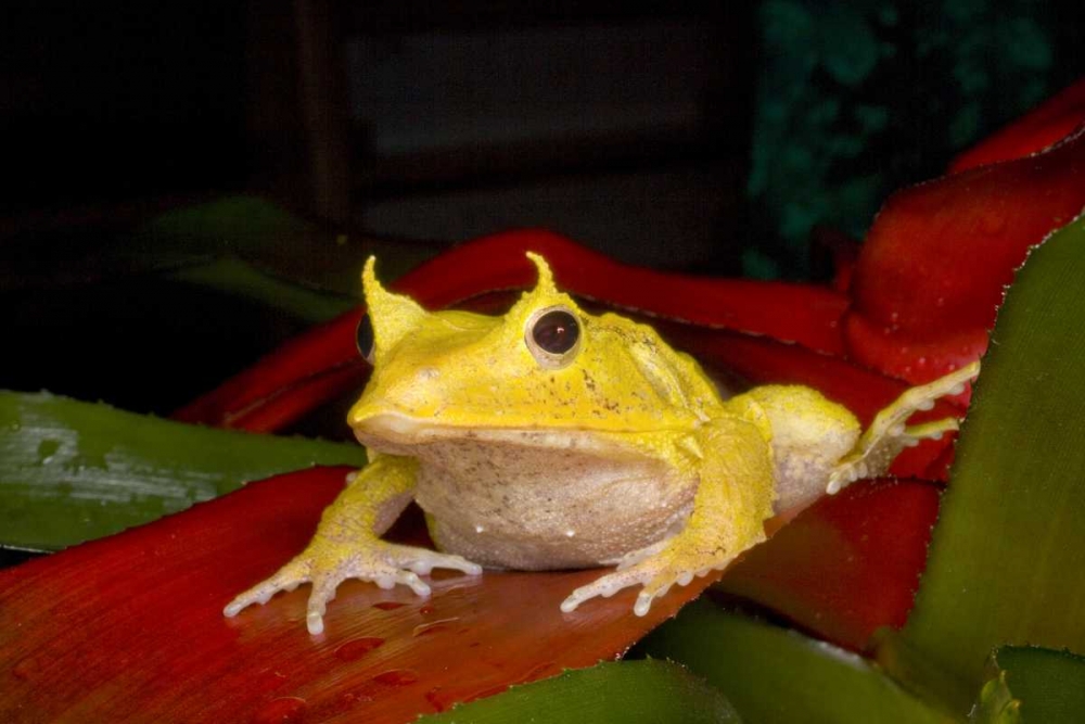 Solomon Islands Solomon Island leaf frog art print by Jim Zuckerman for $57.95 CAD