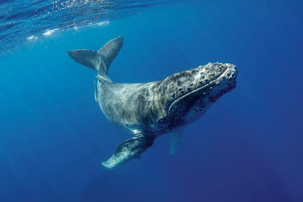 South Pacific-Tonga Humpback calf close-up art print by Jaynes Gallery for $57.95 CAD