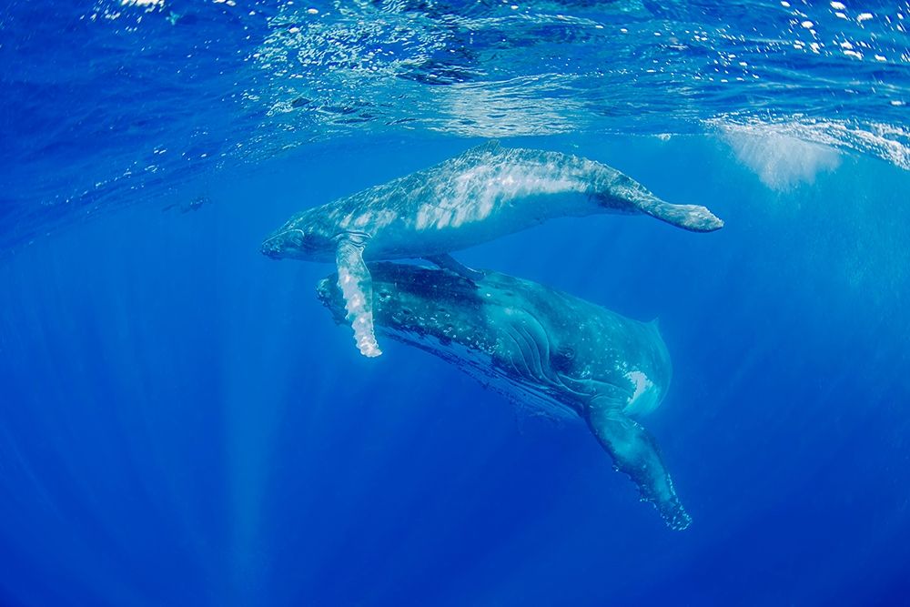 South Pacific-Tonga Humpback whale mother and calf close-up art print by Jaynes Gallery for $57.95 CAD