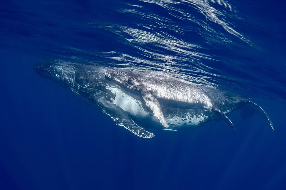 South Pacific-Tonga Humpback whale mother and calf close-up art print by Jaynes Gallery for $57.95 CAD