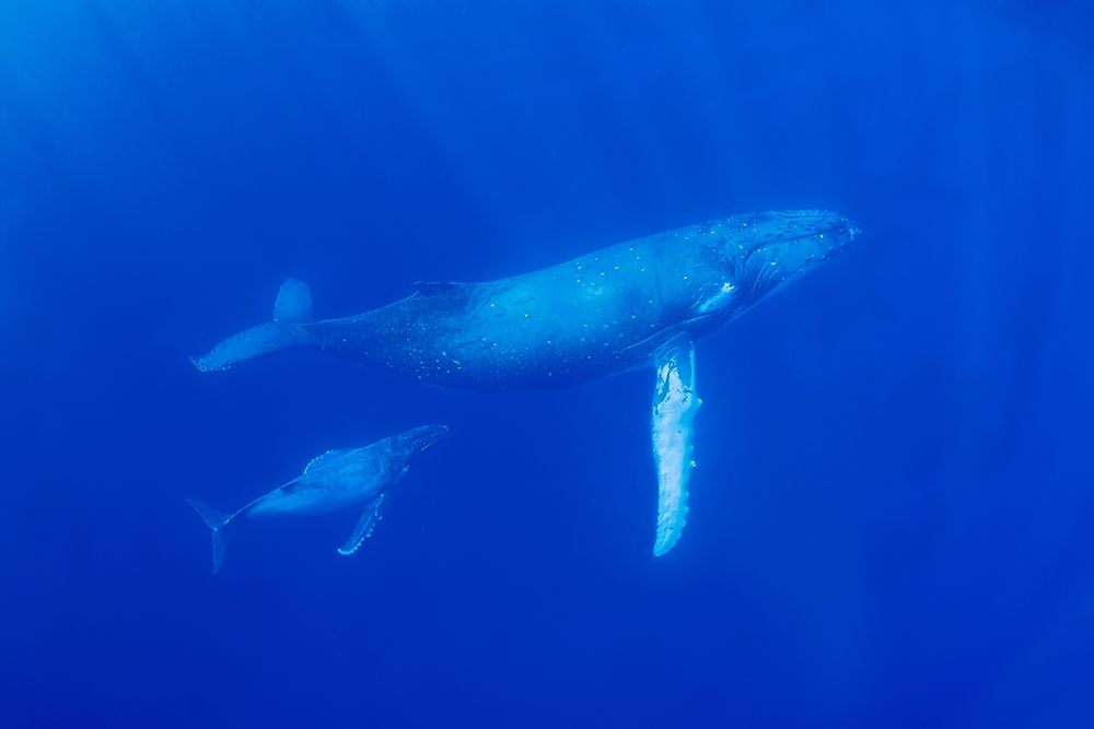 South Pacific-Tonga Humpback whale mother and calf close-up art print by Jaynes Gallery for $57.95 CAD
