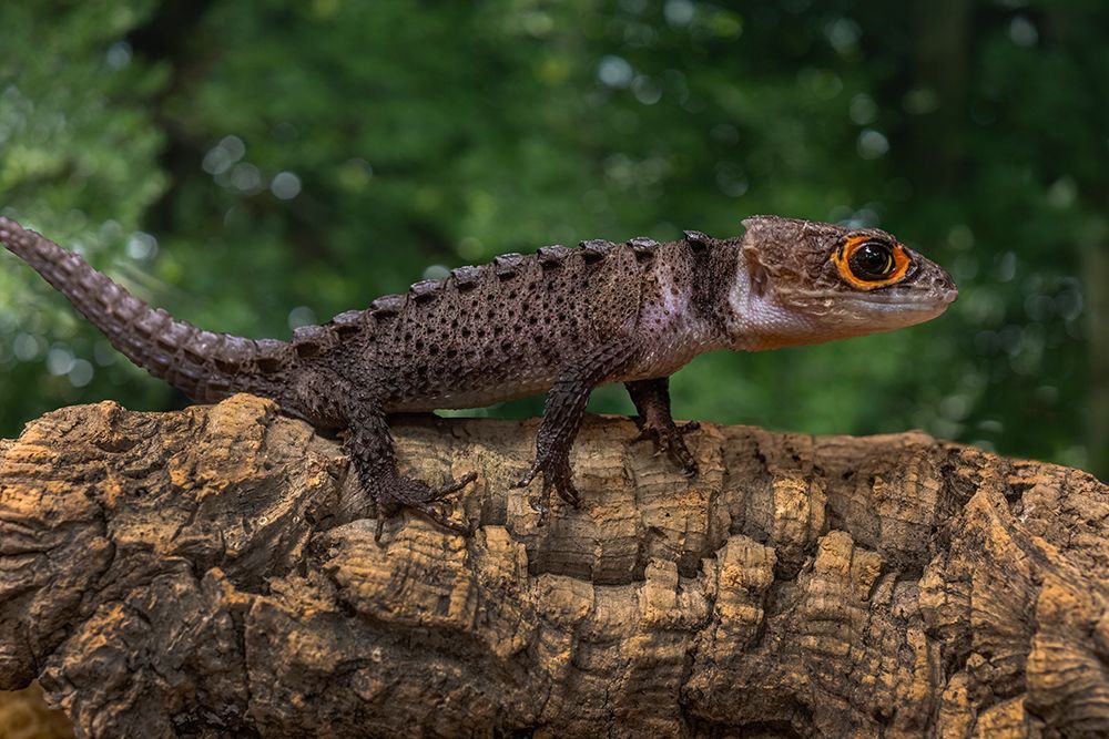 Papua New Guinea. Red-eye crocodile skink on fallen tree. art print by Jaynes Gallery for $57.95 CAD