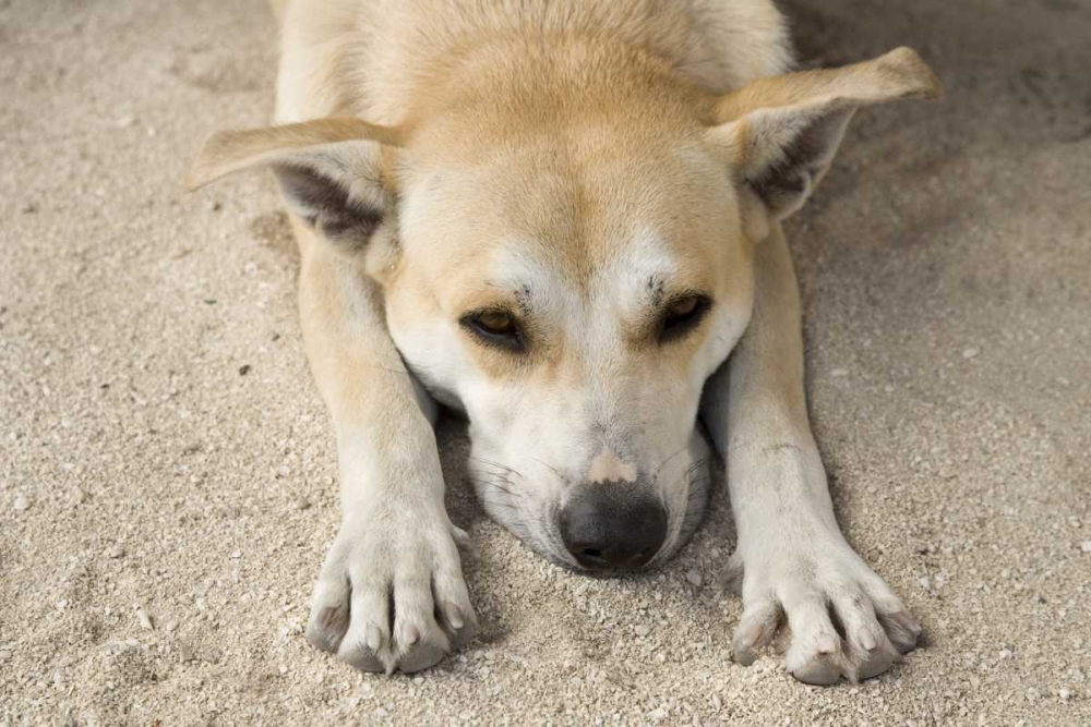 French Polynesia, Bora Bora A stray dog rests art print by Wendy Kaveney for $57.95 CAD