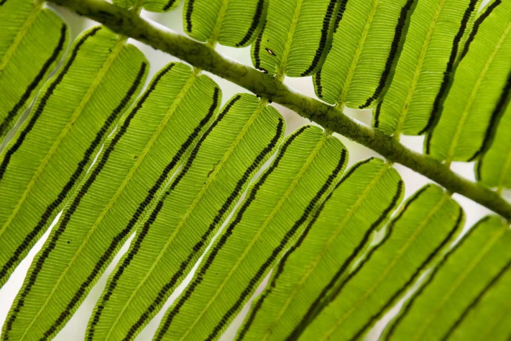 French Polynesia, Society Islands, Moorea Fern art print by Wendy Kaveney for $57.95 CAD