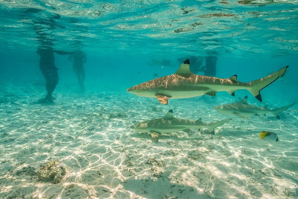 French Polynesia- Bora Bora. Black-tip reef sharks near tourists. art print by Jaynes Gallery for $57.95 CAD
