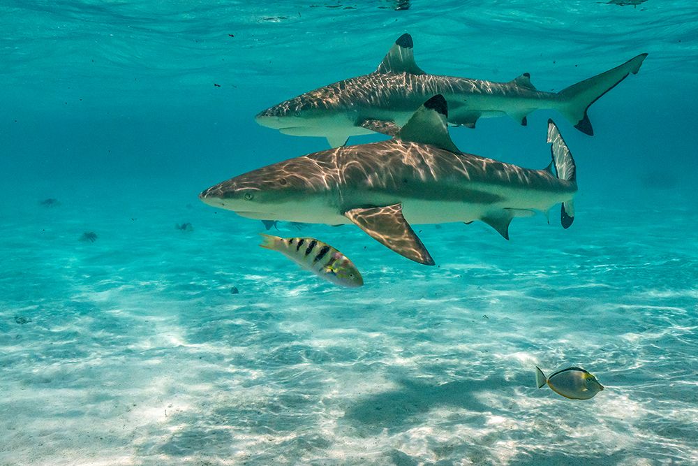 French Polynesia- Moorea. Black-tipped reef sharks. art print by Jaynes Gallery for $57.95 CAD