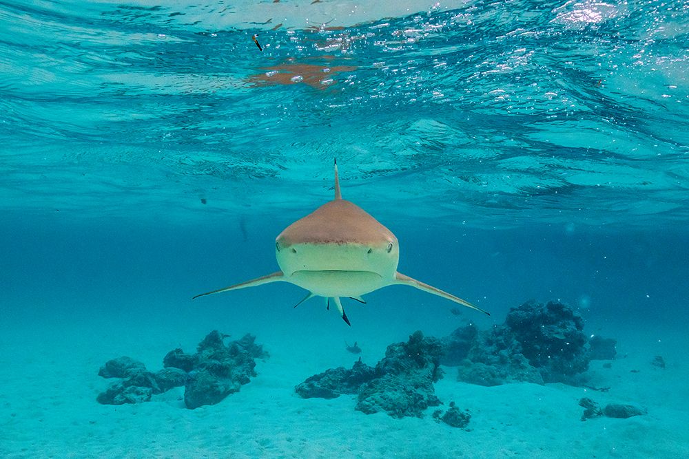 French Polynesia- Moorea. Front view of black-tipped reef shark. art print by Jaynes Gallery for $57.95 CAD