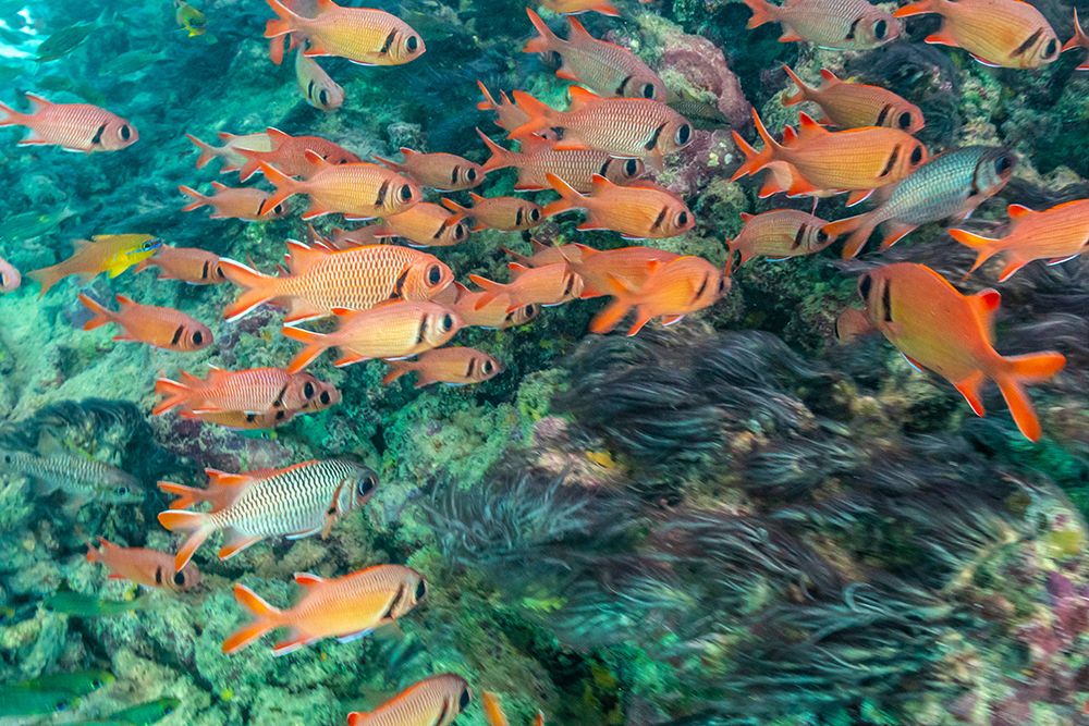 French Polynesia- Moorea. School of soldierfish and coral. art print by Jaynes Gallery for $57.95 CAD