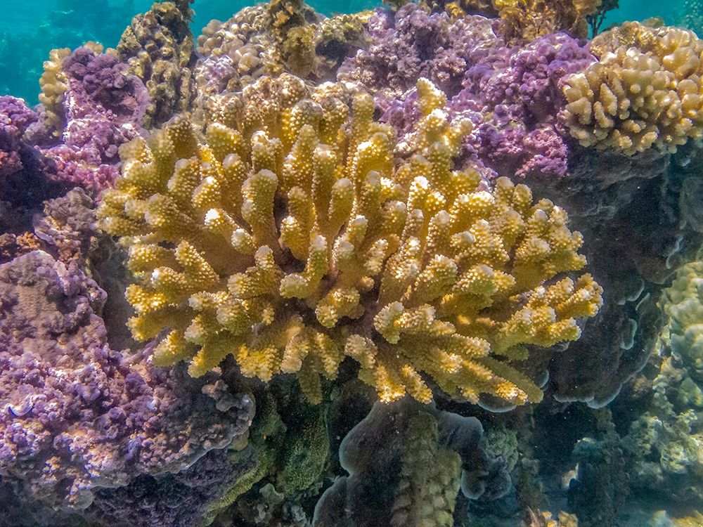 French Polynesia- Bora Bora. Close-up of coral garden. art print by Jaynes Gallery for $57.95 CAD