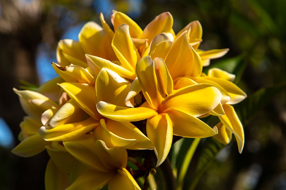 French Polynesia- Tahaa. Close-up of yellow plumeria blossoms. art print by Jaynes Gallery for $57.95 CAD