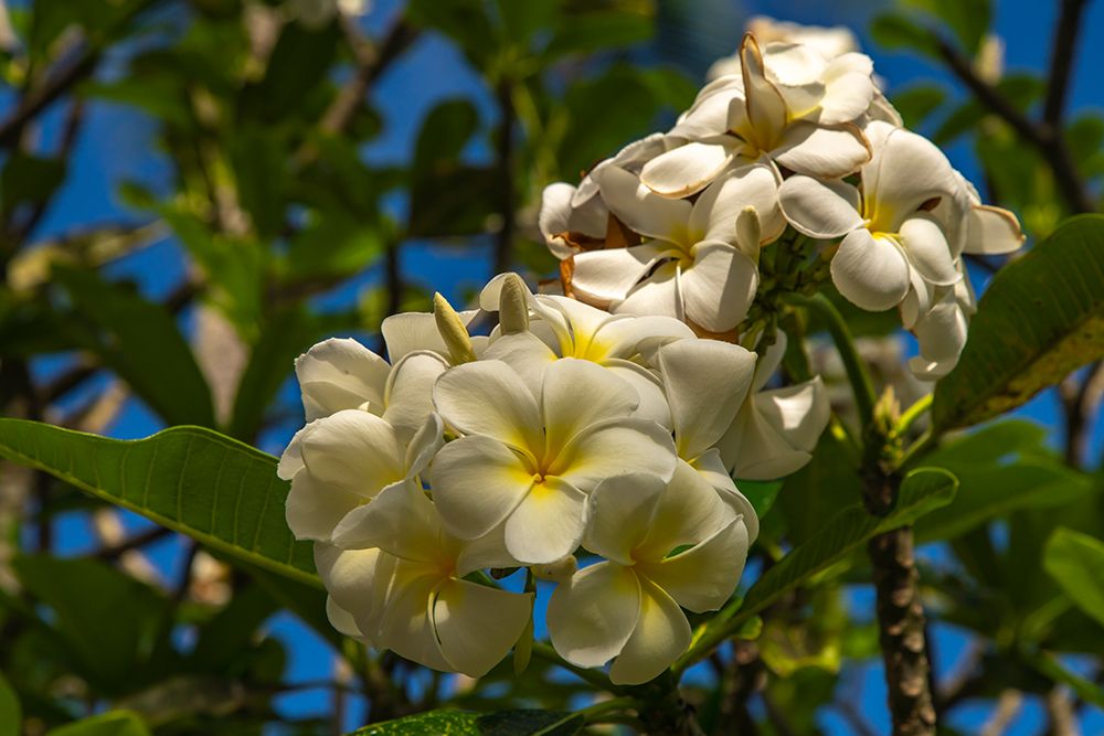 French Polynesia- Tahaa. Close-up of white plumeria blossoms. art print by Jaynes Gallery for $57.95 CAD