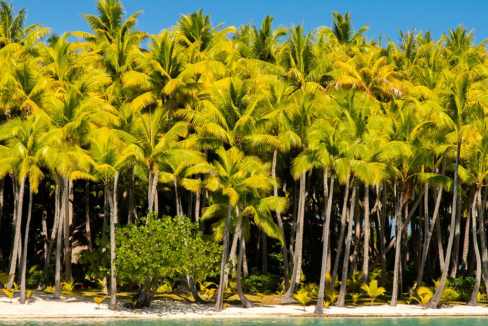 French Polynesia- Bora Bora. Palm trees and beach. art print by Jaynes Gallery for $57.95 CAD