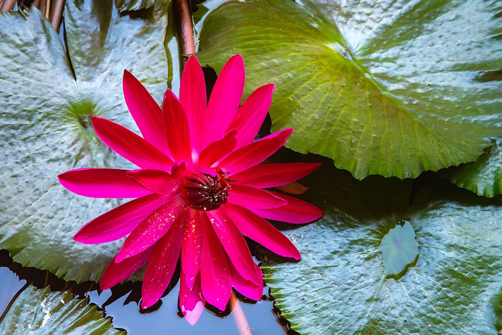 French Polynesia- Moorea. Lotus blossom and pads close-up. art print by Jaynes Gallery for $57.95 CAD