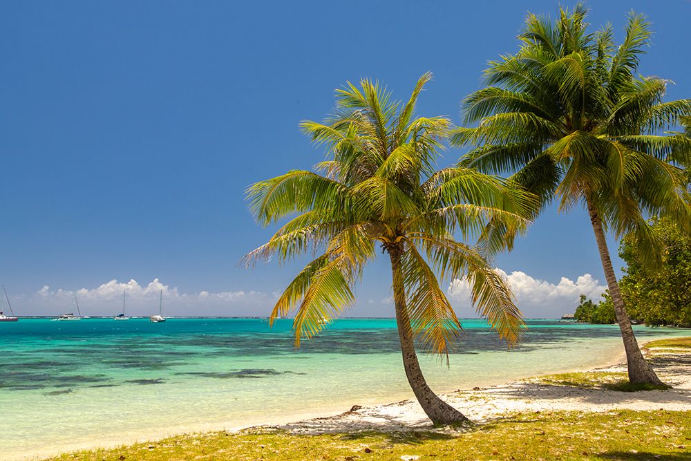 French Polynesia- Moorea. Landscape with moored boats and shore. art print by Jaynes Gallery for $57.95 CAD
