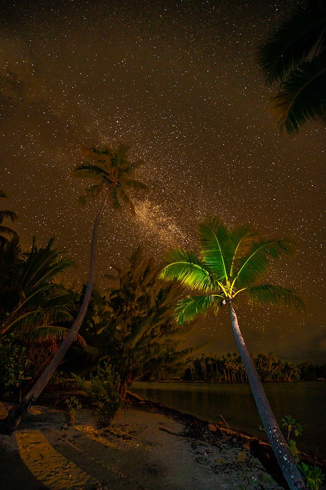 French Polynesia- Tahaa. Palm trees and night sky with Milky Way. art print by Jaynes Gallery for $57.95 CAD