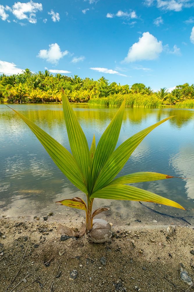 French Polynesia- Tahaa. Tropical jungle reflects in lagoon. art print by Jaynes Gallery for $57.95 CAD