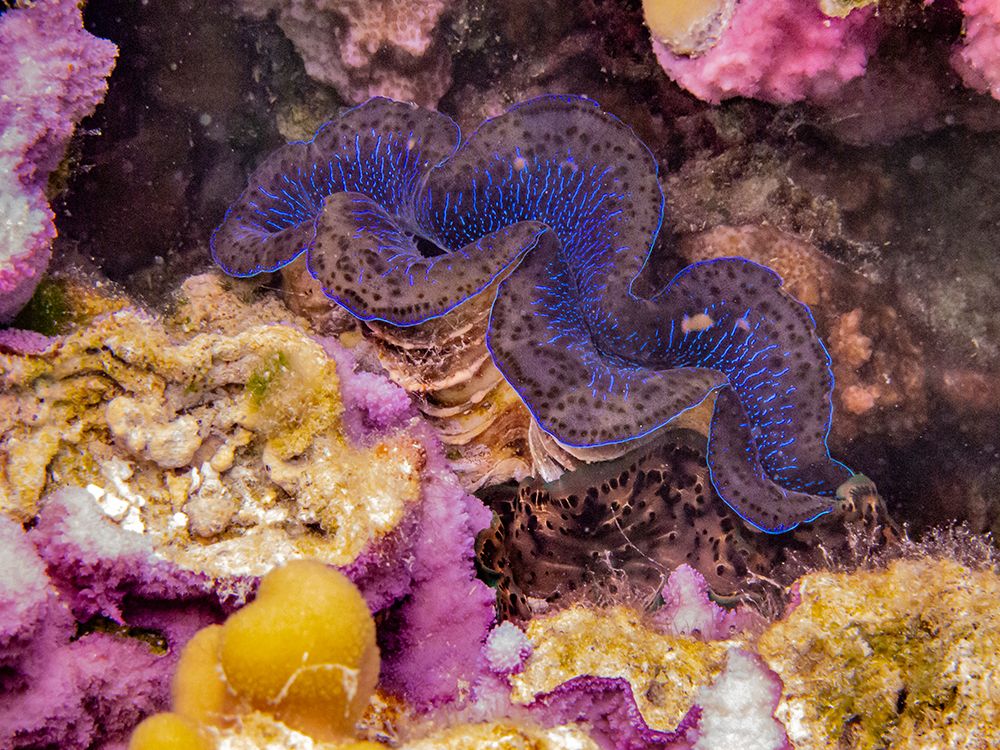 French Polynesia- Tahaa. Giant clam and coral underwater. art print by Jaynes Gallery for $57.95 CAD