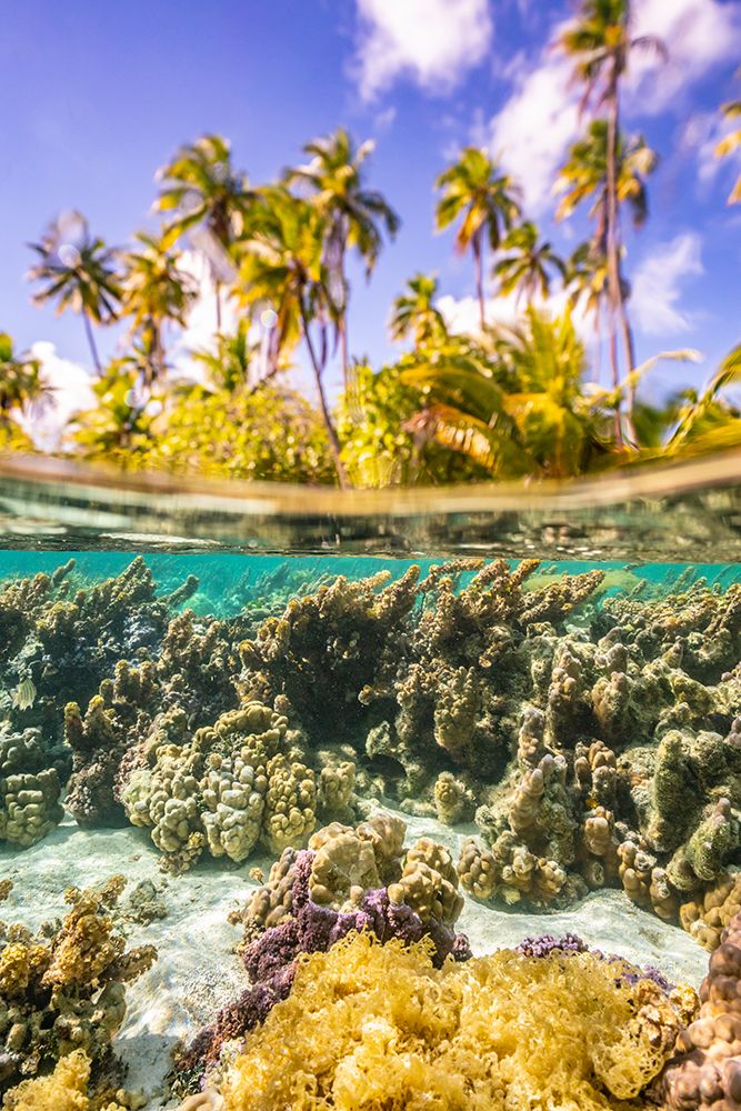 French Polynesia- Tahaa. Under/above water split of coral and palm trees. art print by Jaynes Gallery for $57.95 CAD