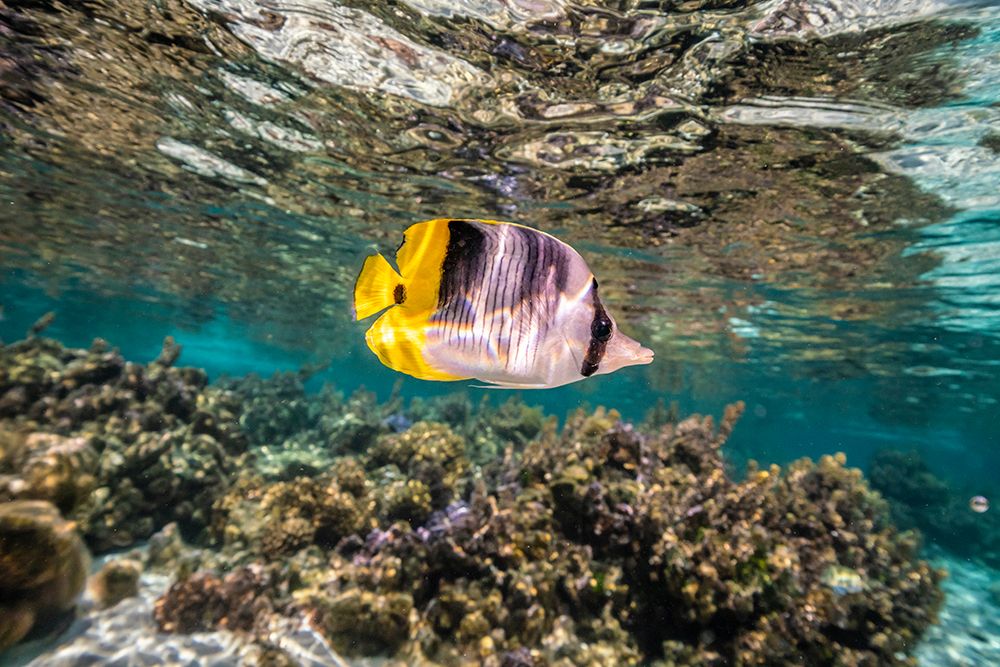 French Polynesia- Tahaa. Coral scenic with lone Pacific double-saddle butterflyfish. art print by Jaynes Gallery for $57.95 CAD