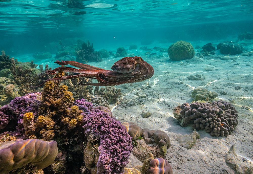 French Polynesia- Tahaa. Close-up of octopus moving. art print by Jaynes Gallery for $57.95 CAD