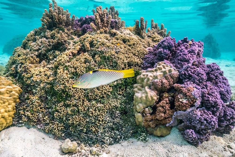 French Polynesia- Tahaa. Coral and reef fish. art print by Jaynes Gallery for $57.95 CAD