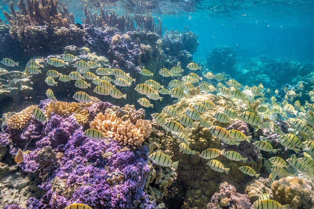 French Polynesia- Bora Bora. School of convict surgeonfish and coral. art print by Jaynes Gallery for $57.95 CAD