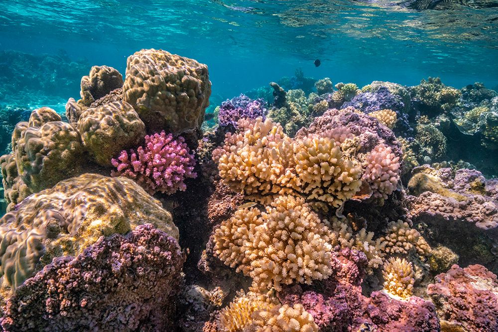 French Polynesia- Bora Bora. Close-up of coral garden. art print by Jaynes Gallery for $57.95 CAD