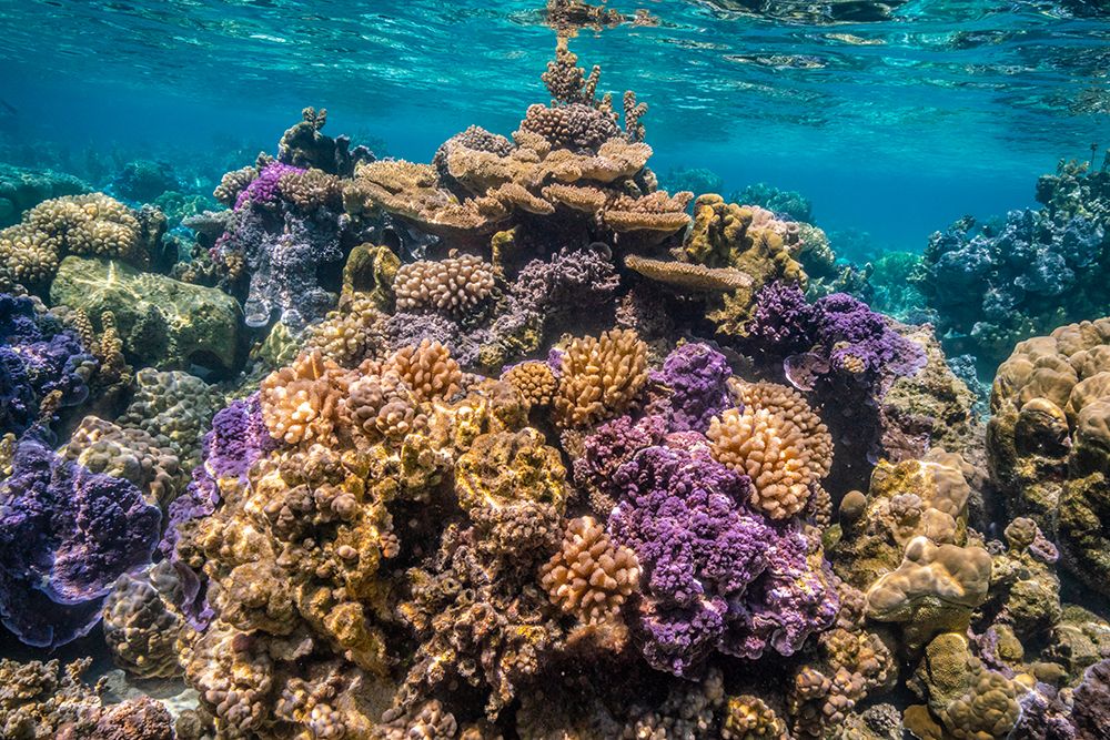 French Polynesia- Bora Bora. Close-up of coral garden. art print by Jaynes Gallery for $57.95 CAD