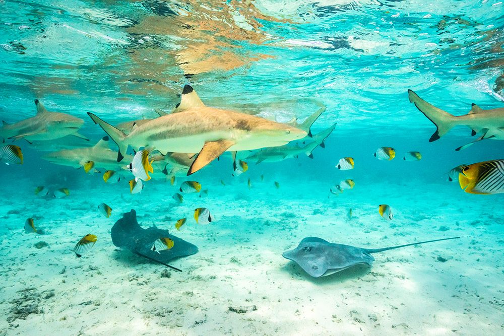 French Polynesia- Bora Bora. Black-tip reef sharks and stingrays. art print by Jaynes Gallery for $57.95 CAD