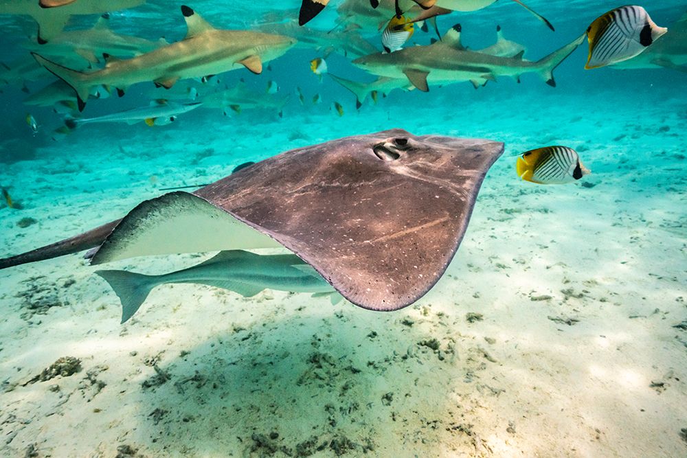 French Polynesia- Bora Bora. Black tip reef sharks and stingray. art print by Jaynes Gallery for $57.95 CAD